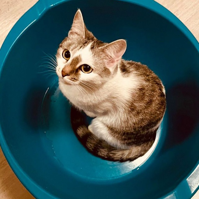 Кашлак в тазике